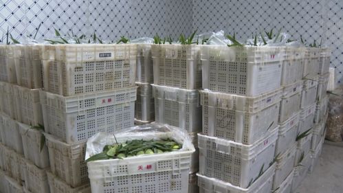 建瓯 网红 玉米按根卖 农户增收新渠道